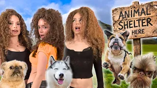 Kalogeras Sisters VOLUNTEER AT AN ANIMAL SHELTER