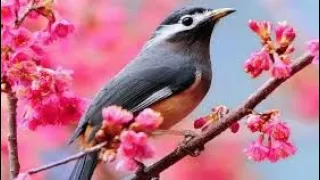 غردت كل الطيور    وزهت دنيا الحبور دندنها