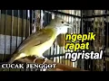 Download Lagu CUCAK JENGGOT NGEPIK RAPAT