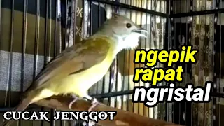 cucak jenggot ngepik rapat