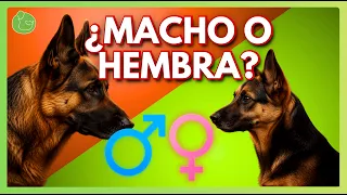 La VERDAD Sobre Perro MACHO vs HEMBRA (Explicado por Experto)
