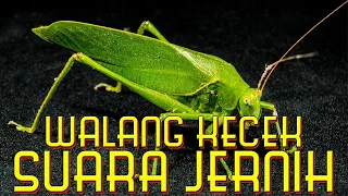 Download Suara Walang Kerik Jernih Untuk Masteran | Belalang Kecek MP3 MP3