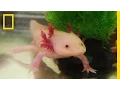 Named for an Aztec God This Species Is Critically Endangered National Geographic