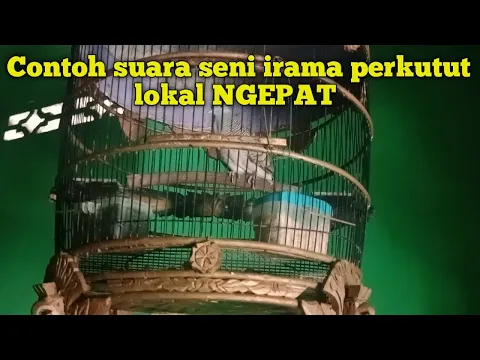 Download MP3 Contoh Suara seni irama perkutut Lokal NGEPAT