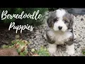 Bernedoodle Puppies
