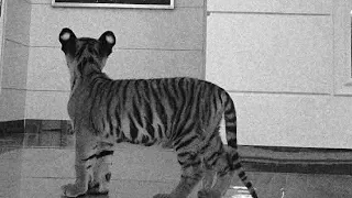 اغنية الفلافل ومعيز 