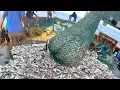Lagu INCREDIBLE CATCH | Non-Stop Fishing Action | Trawl Fishing in Trawl net boat