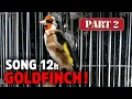 GOLDFINCH 12h Training Song - Amazing Bird Part 2