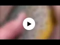 Trout for clout using a trout forclout trout for clout reddit