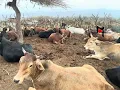 LAHAMBA IZWE