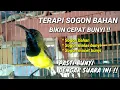 Download Lagu Terapi SOGON bahan bikin cepat bunyi || SOGON BAHAN, SOGON MALAS BUNYI, SOGON MACET BUNYI jadi gacor