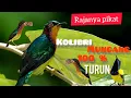 Download Lagu terBARU jagonya pikat KowuL