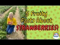 5 FUN FACTS ABOUT STRAWBERRIES IVY TV KIDS Did You Know Strawberry Facts