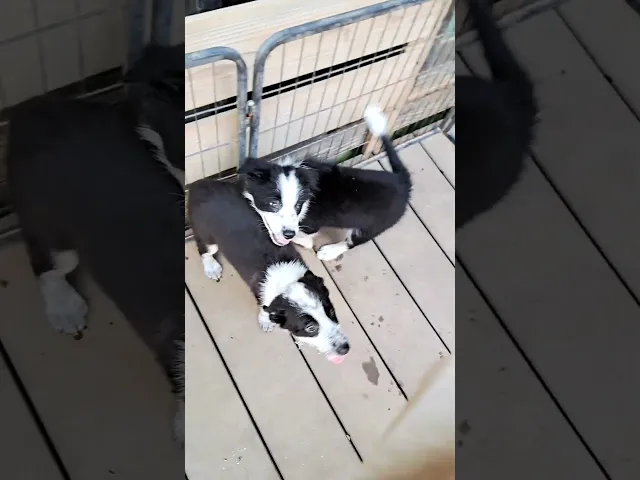 動画