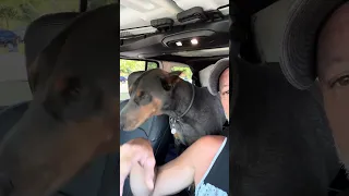 Daily life with a Doberman #fyp #dream #doberman #pets #youtube