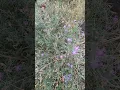 Download Lagu Spotted knapweed is a nasty, invasive weed - pull out all you find!
