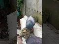 Download Lagu merpati minta segera kawin..