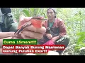 Download Lagu Pikat Burung Mantenan Gunung 15 Menit aja dapat banyak banget