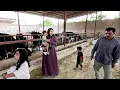 Download Lagu What's going on in Taybeh's mind? Buying cows without completing the farm!