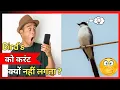 Download Lagu Bijli Ke Taar Per Baithe Chidiya Ko Karente Kyo Nhi Lagta😱||amazing fact || Tagdafact
