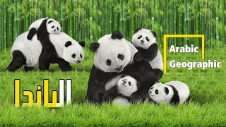 دب الباندا وحقائق لم تكن تعرفها الحيوانات والحياة البرية 