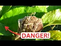 Praying Mantis Babies Hatch and Face an Unexpected Predator