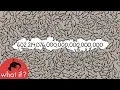 Download Lagu What if you had a mole of moles?