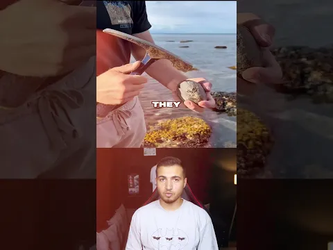 احجار بداخلها كائنات عمرها الاف السنين