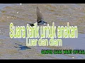 Download Lagu suara tarik khusus anakan. luar dan dalam.