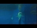 Lagu Okinawa Churaumi Aquarium Great White Shark in Captivity