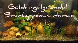 Download Goldringelgrundel - Brachygobius doriae MP3