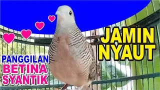 Download Perkutut lokal betina memanggil jantan MP3