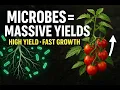 HOW Microbes power HIGH YIELD and fast GROWTH