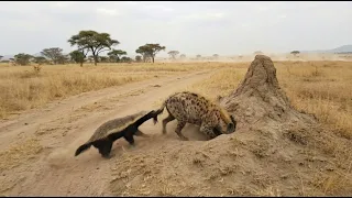 غرير العسل ي ري الضبع من هو الزعيم دندنها