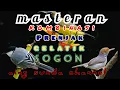 Download Lagu MASTERAN KOMBINASI PRENJAK//GELATIK//SOGON || MASTERAN BURUNG JUARA