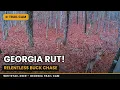 Intense Georgia Rut Whitetail Buck Relentlessly Chasing Doe Wildlife Footage