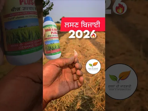 ਲਸਣ ਬਿਜਾਈ 2026 treatment by HAU #shorts