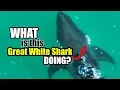 Download Lagu Why Is This Great White Shark Shaking Like This?-Monthly Wrap-Up
