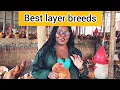 Lagu 5 BEST LAYERS' BREEDS That Give High Egg Production!