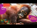 Download Lagu New Student Alert 🚨🦧 | Orangutan Jungle School 302