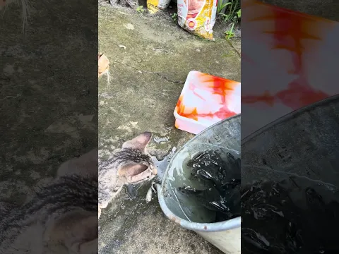Little kitten thinks he is watching his dream with open eyes #cat #fish