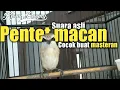 Download Lagu Pentet macan gacor-burung masteran paling di cari