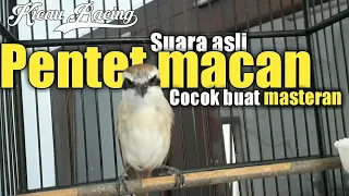 pentet macan gacor burung masteran paling di cari