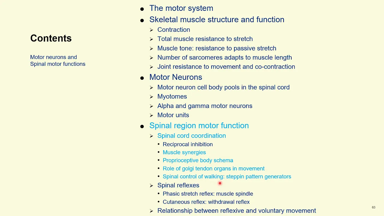 video NeuroScience (34)(35) Chapter 13- 6 Motor system MNs and spinal motor function v 2020