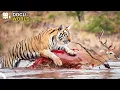 Download Lagu Speeding Towards Extinction: The Cheetah's Struggle for Survival | Wild Ones