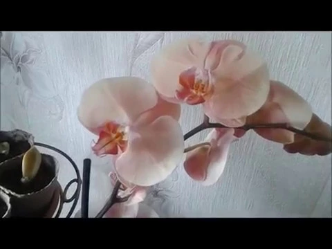 ორქიდეომანია # გავრცელებული შეცდომები 1/4დან ორქიდეის მოვლისას, ორქიდეის მორწყვა