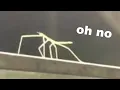 a meme compilation but stick bug takes it over