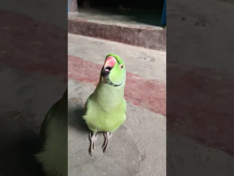 मम्मी एक गिलास पानी दे दो #parrot #funny #funnyanimal #funny #funnyparrot #funnyvideo #funnyshorts..