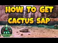 How to Get Cactus Sap ARK Ascended - Ragnarok Map