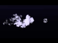 new intro - plexus2